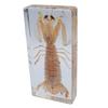 Taxidermy Mantis Shrimp, Real Mantis Shrimp Specimens Animal Specimen In Resin for Science Classroom Science Education