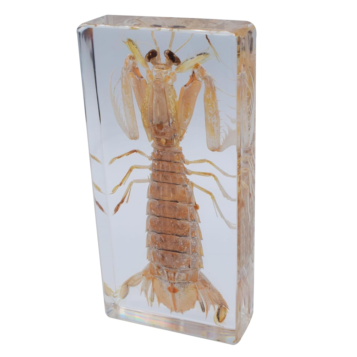 

Taxidermy Mantis Shrimp, Real Mantis Shrimp Specimens Animal Specimen in Resin for Science Classroom Science Education