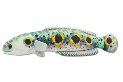 Takeoff Schlangenkopf Realistisch Niedlich Fisch Serie