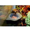 Magnetic Feeding Ledge Plastic Gecko Feeder Ledge Food Dish Bowl Feeder for Crested Gecko Accessories Terrarium
