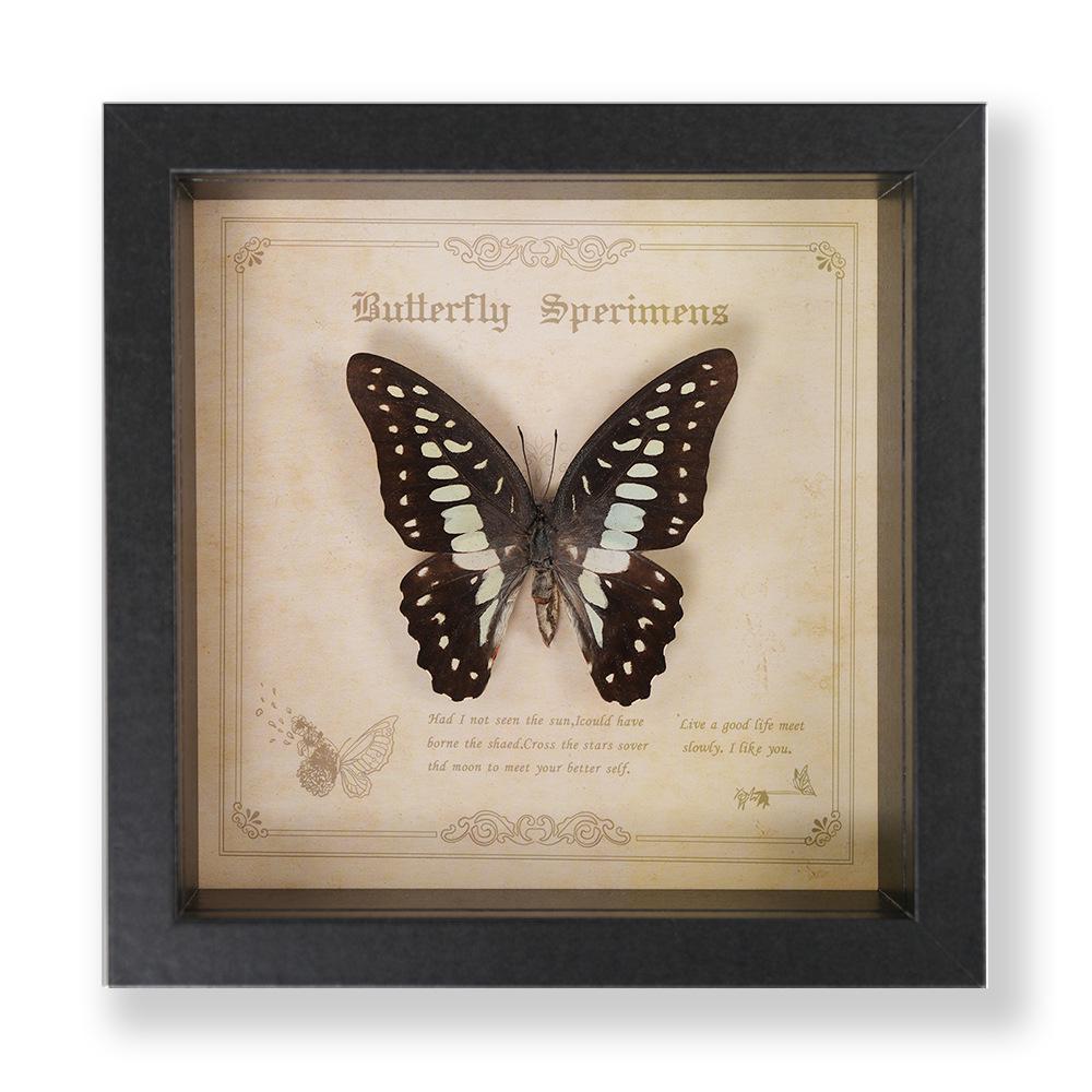 Green Banded Swallowtail Butterfly Specimen Decorative Painting - Real Insect for Display