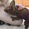 Meticulous Workmanship Decorative Exquisite Simulated Chameleon Stuffed Plush Doll