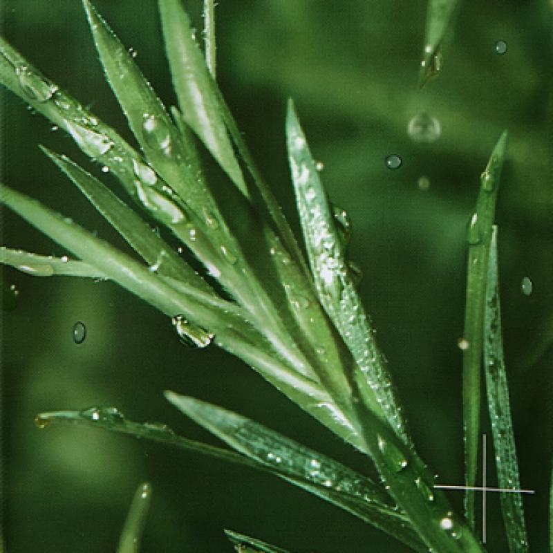 Mediheal Tea Tree Essential Mask Soothing Moisture 1 Sheet Madecassoside Trace Repair 1 Sheet