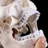 Life Size Human Skull Model Anatomical Anatomy Medical Teaching Skeleton for Hea