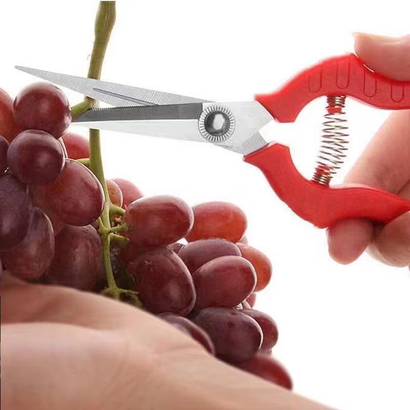 Stainless Steel Garden Pruning Shears for Thinning, Fruit Picking, and Orchard Gardening.