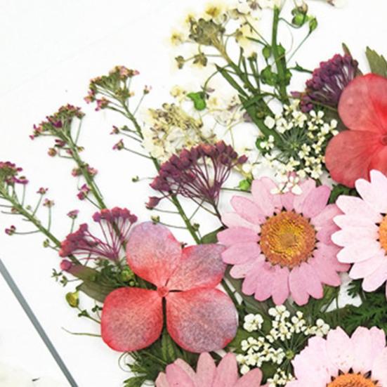 1 Set Dried Pressed Flowers Kit Colorful Natural Flowers DIY