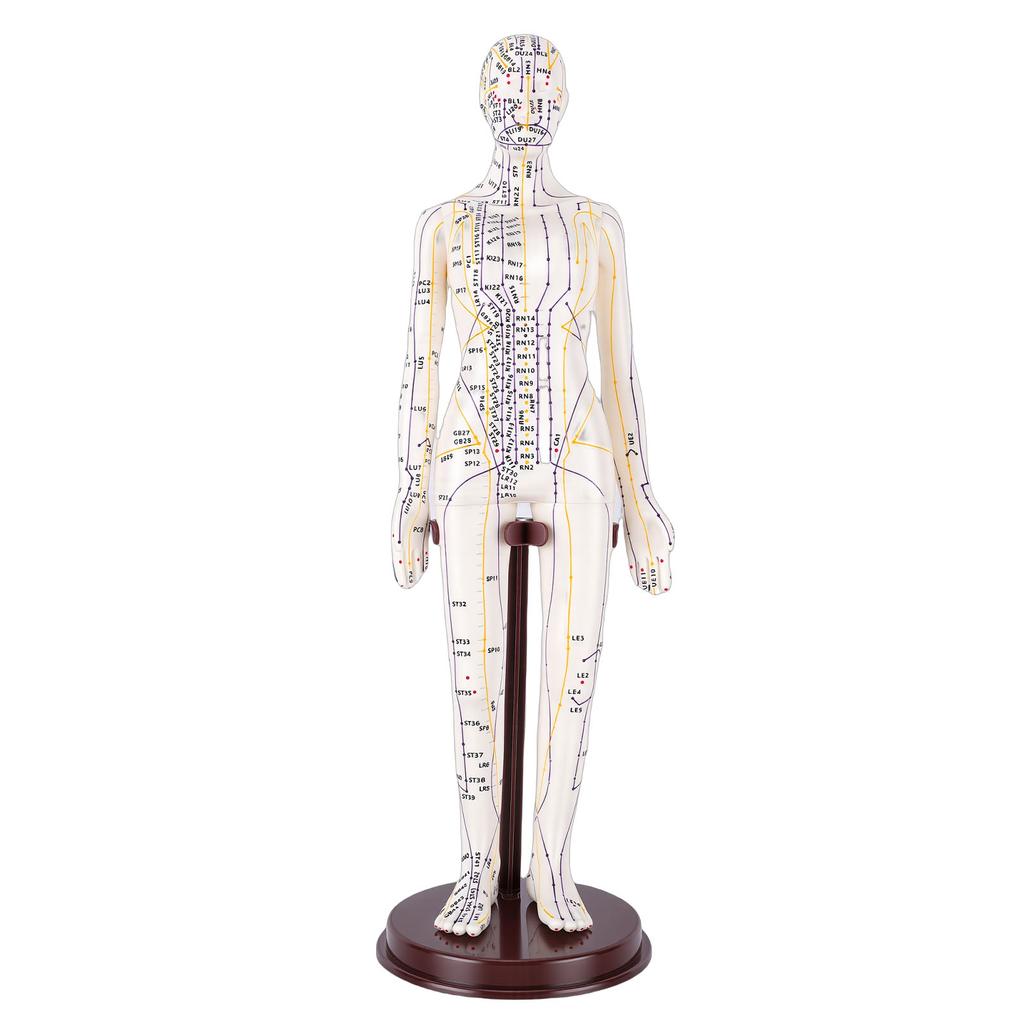 20.5 Inch Acupuncture Model Accurate Full Body Human Acupoint Model with Base Rotatable Arms for Teaching Student Demonstration White Hard