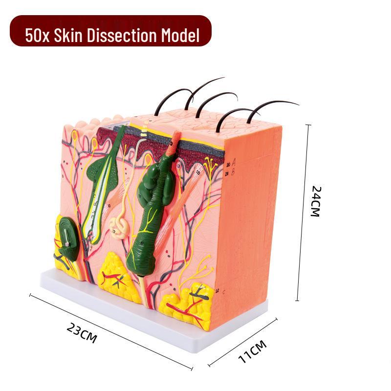 50x Magnified Human Skin Tissue Anatomical Model for Medical and Beauty Training