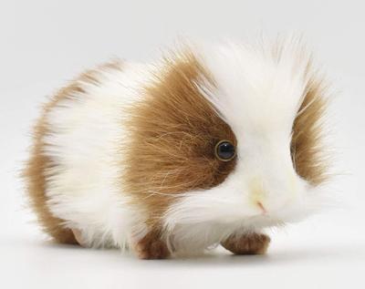 BH3735 HANSA Guinea Pig 20