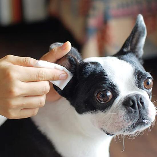 WAFONA Deodorizing and Disinfecting Skin Professional for Whole Body and Deodorizing All-in-One Spray, Care, Size, 4000ml, Care, Disinfecting, (Dog