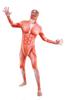 Attack on Titan Colossal Titan Full Body Zentai Cosplay Skin Tights Halloween Costume [kitamurasyokai] Costume, (L)