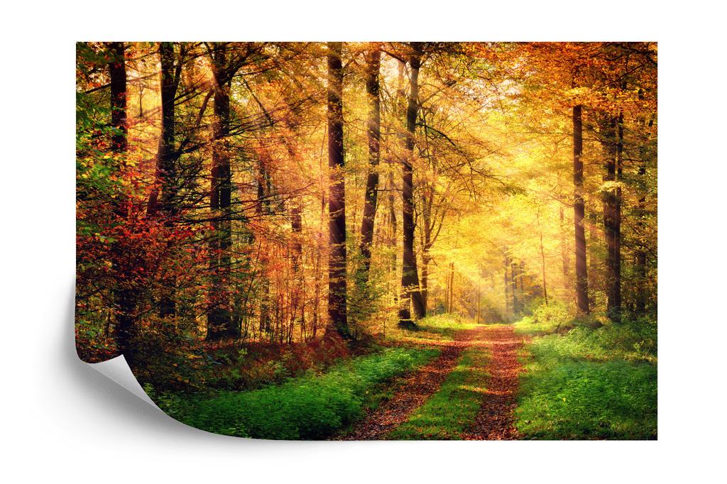 Photomural Forest Autumn Colors Self-Adhesive Mural 180x120