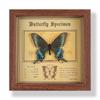 Real butterfly specimen photo frame, decorative painting, 3D ornament, handmade DIY, birthday gift, insect specimen