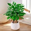 Mini-Blumentopf mit Selbstbewässerung, Aquarium, transparente Blumentöpfe aus Kunststoff, selbstbewässernder Pflanztopf, Vase für die Heimdekoration