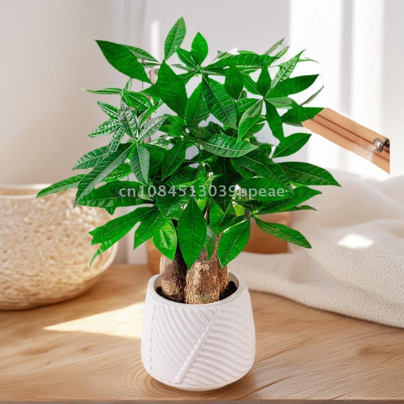 Mini-Blumentopf mit Selbstbewässerung, Aquarium, transparente Blumentöpfe aus Kunststoff, selbstbewässernder Pflanztopf, Vase für die Heimdekoration