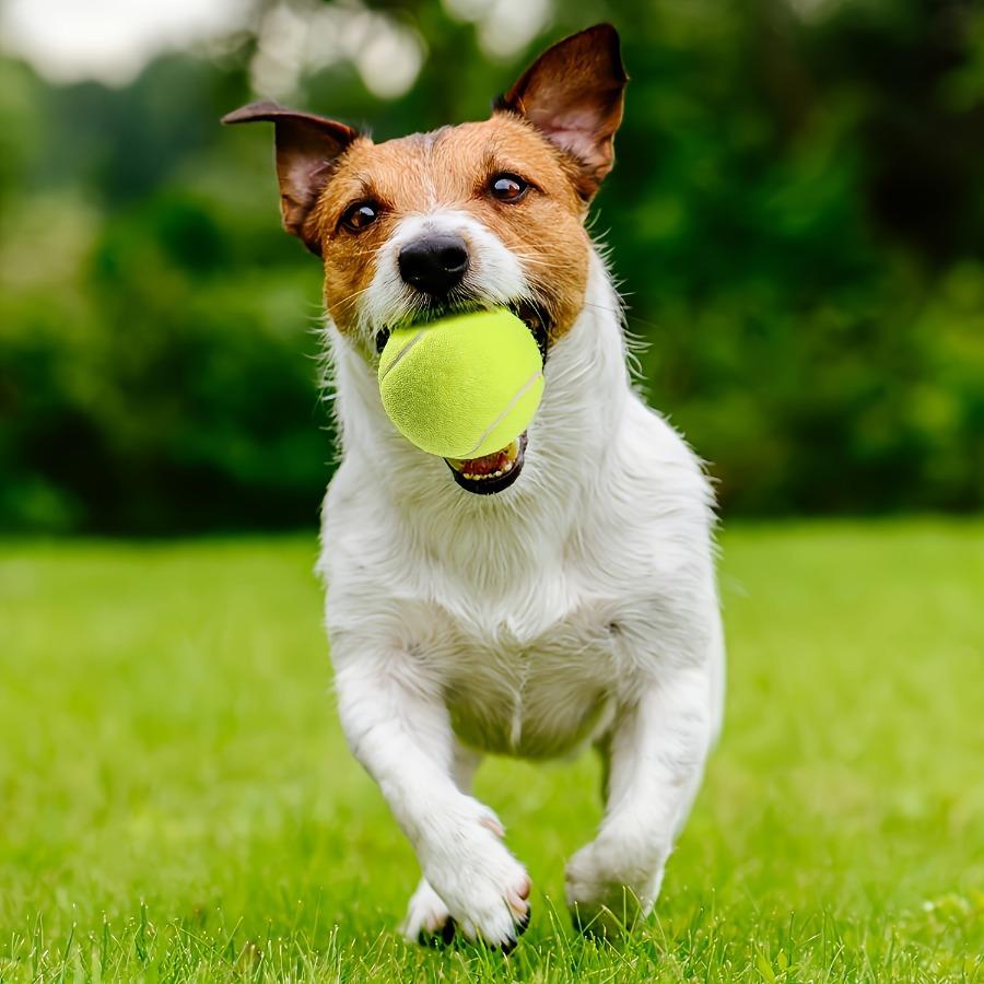 

2/3pcs Dog Tennis Play and Training Pet Toys Dog Toy Ball Bite-Resistant Grinding Teeth High Elasticity Unbreakable Pet Ball