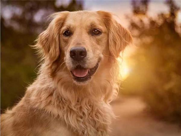 5d Diy Diamond Painting Labrador Dog Room Decor Diamond Embroidery Animal Natural Scenery Mosaic Crystal Picture