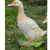 Duck Ornament Simulation Resin Landscape Duck Statue Weather Resistant Vivid Cute Animal Sculpture