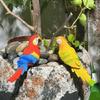 Creative Resin Parrots Planter Decoration Flower Pot Hanging Figurine for Balconies Patios Indoor and Outdoor Decors