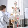 VEVOR Human Skeleton Model for Anatomy, 1820 Mm Life Size, Accurate PVC Anatomy Skeleton Model with Ligaments, Movable Arms, Legs & Jaw