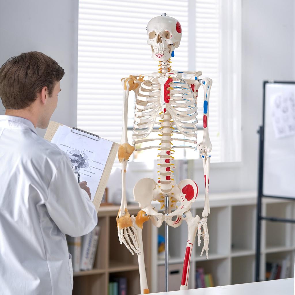 VEVOR Human Skeleton Model for Anatomy, 1820 Mm Life Size, Accurate PVC Anatomy Skeleton Model with Ligaments, Movable Arms, Legs & Jaw