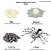 Montessori Cognitive Models: Sea Turtle, Hen, Frog, Snail, Butterfly, Bee Growth Cycle Toys