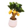 J0MC Artificial Simulation Fruit Branch Faux Miniature Fruit Stem Realistic Tree Branch Model for Office Desk Decors
