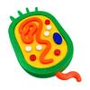 Educational Animal Plant Cell Anatomy Model Animal and Plant Cell Model Biology Teaching Aid