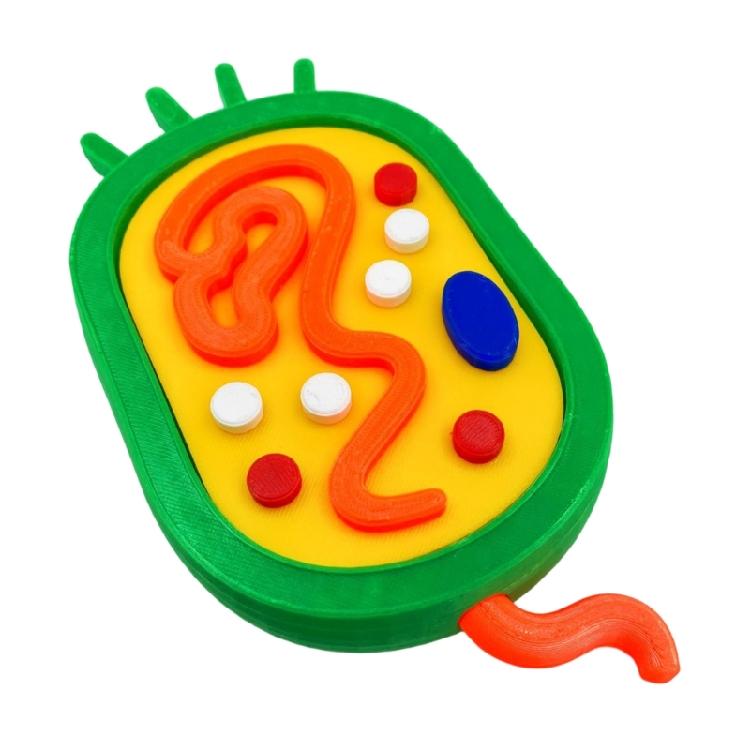 Educational Animal Plant Cell Anatomy Model Animal and Plant Cell Model Biology Teaching Aid