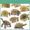 Realistic Pvc Educational Amphibious Reptile Model Tortoise For Kids With Stunning Details