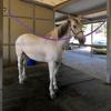 2 Pieces Long-Lasting Horse Tie-down Strap Reinforced Nylon with