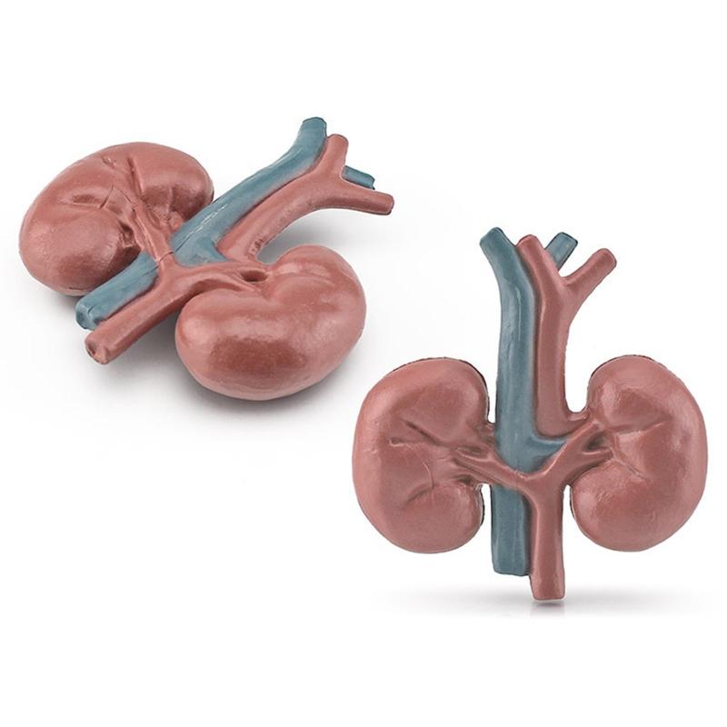 Modelli di Organi del Corpo Umano 3D 8 Pezzi Ausili Didattici per Bambini Scuola di Medicina Busto Umano Classe Educativa Materiale Didattico