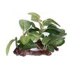 Plastic Tree Aquarium Underwater Plants Ficus Fish Tank Decorations Ornament