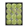 12pcs 8cm Christmas Tree Ornaments Set with Velvet Flocked Finish for Holiday Decoration Suitable for Trees Mantles and Events