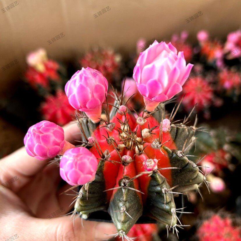 Crimson Star Cactus: Easy-Care Flowering Plant for Balcony, Living Room, or Office (Potted Plant, No Pot)