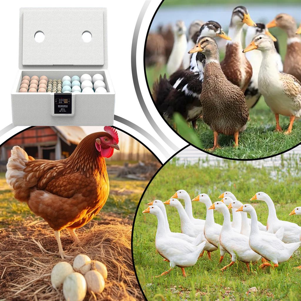 24-Stunden Thermostatinkubator Kükeninkubator Kleiner Geflügeleier Hühner Wenden Geflügelbrüter Biomimetischer Wasserbett-Inkubator