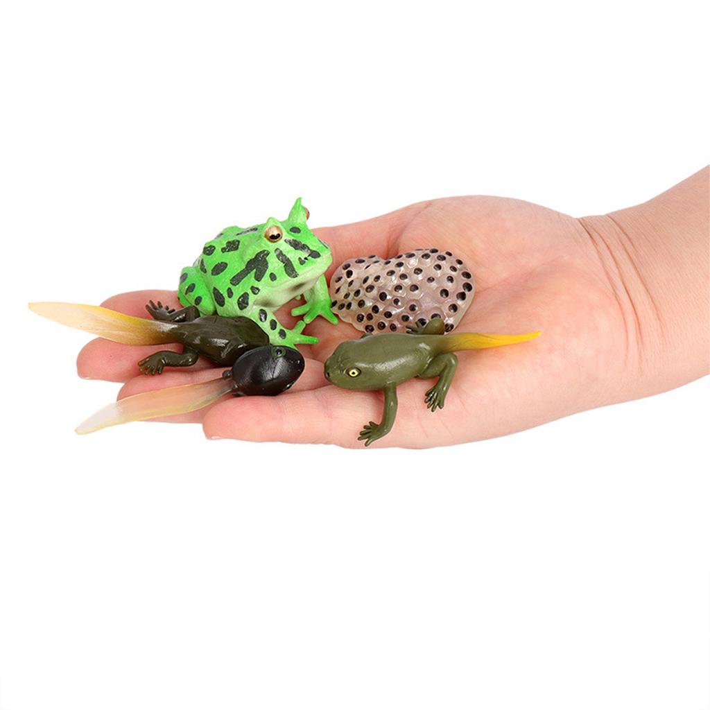 5 Pcs Tadpole Growth Cycle Realistic Detailed PVC Growth Stage Lifelike Tadpole Life Cycle Model Set for Home Office Party Decoration