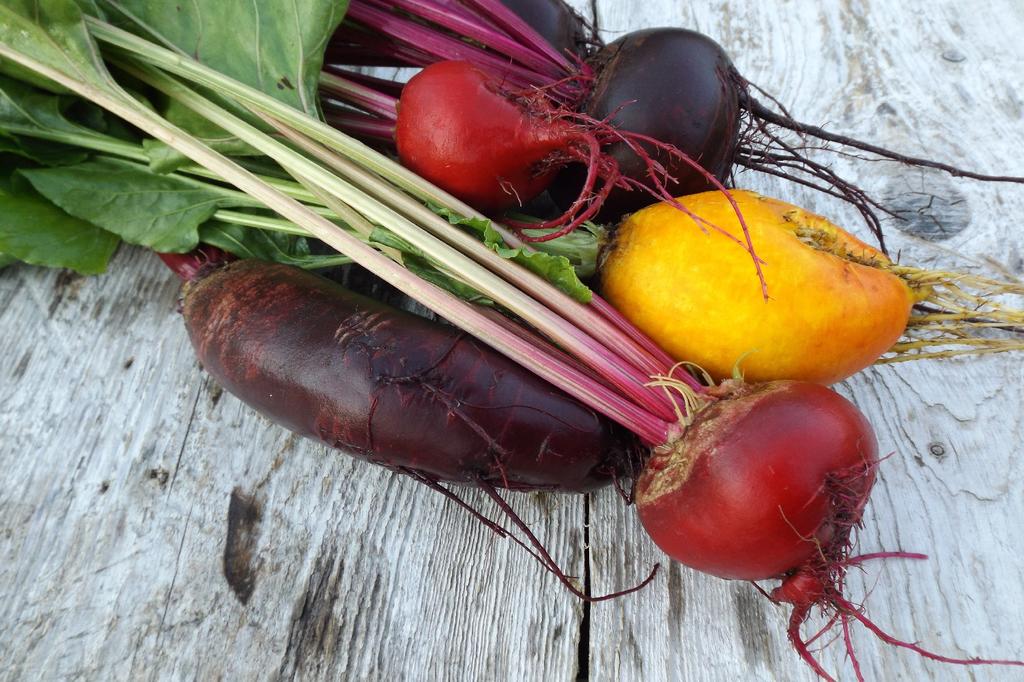 SAFLAX Garden In the Bag - Organic - Beetroot - Chioggia - 70 Seeds - With Substrate In a Fitting Stand Up Bag - Beta Vulgaris