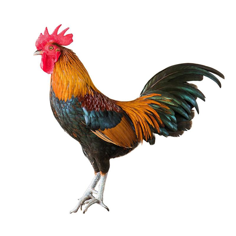 

Beautiful Big Cock Car Stickers Waterproof Vinyl Decals Auto Body Window Bumper Decor Motorcycle Helmet Stickers X12 C-15cm Longest Side