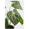 Plante décorative - MICA DECORATIONS - Caladium - Ø 21 cm - Hauteur 28 cm - Artificielle
