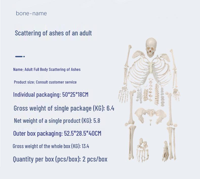 Detachable Full-Body Human Skeleton Model for Teaching & Study