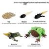 Montessori Cognitive Models: Sea Turtle, Hen, Frog, Snail, Butterfly, Bee Growth Cycle Toys
