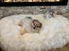 Oval Natural Sheepskin Pet Bed - White 80 cm