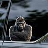 Adesivo Divertente Gorilla con le Mani Incrociate per Auto Vinile Impermeabile Decalcomania su Paraurti Finestrino Posteriore Laptop Decalcomania Autoadesiva Per Accessori Auto TM241