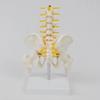 Human Pelvis Skeleton Model with Vertebrae Teaching Tools 5 Parts Assembled Children Educational Toy