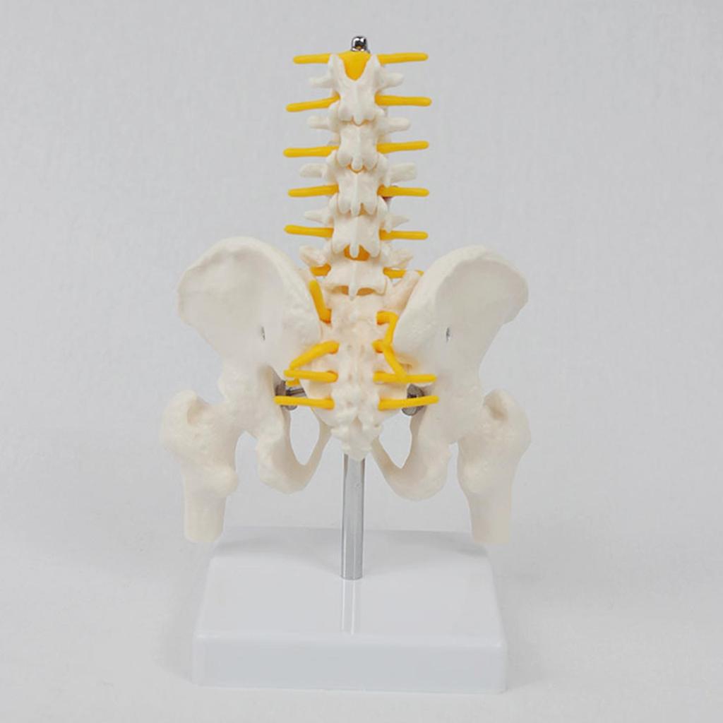Human Pelvis Skeleton Model with Vertebrae Teaching Tools 5 Parts Assembled Children Educational Toy