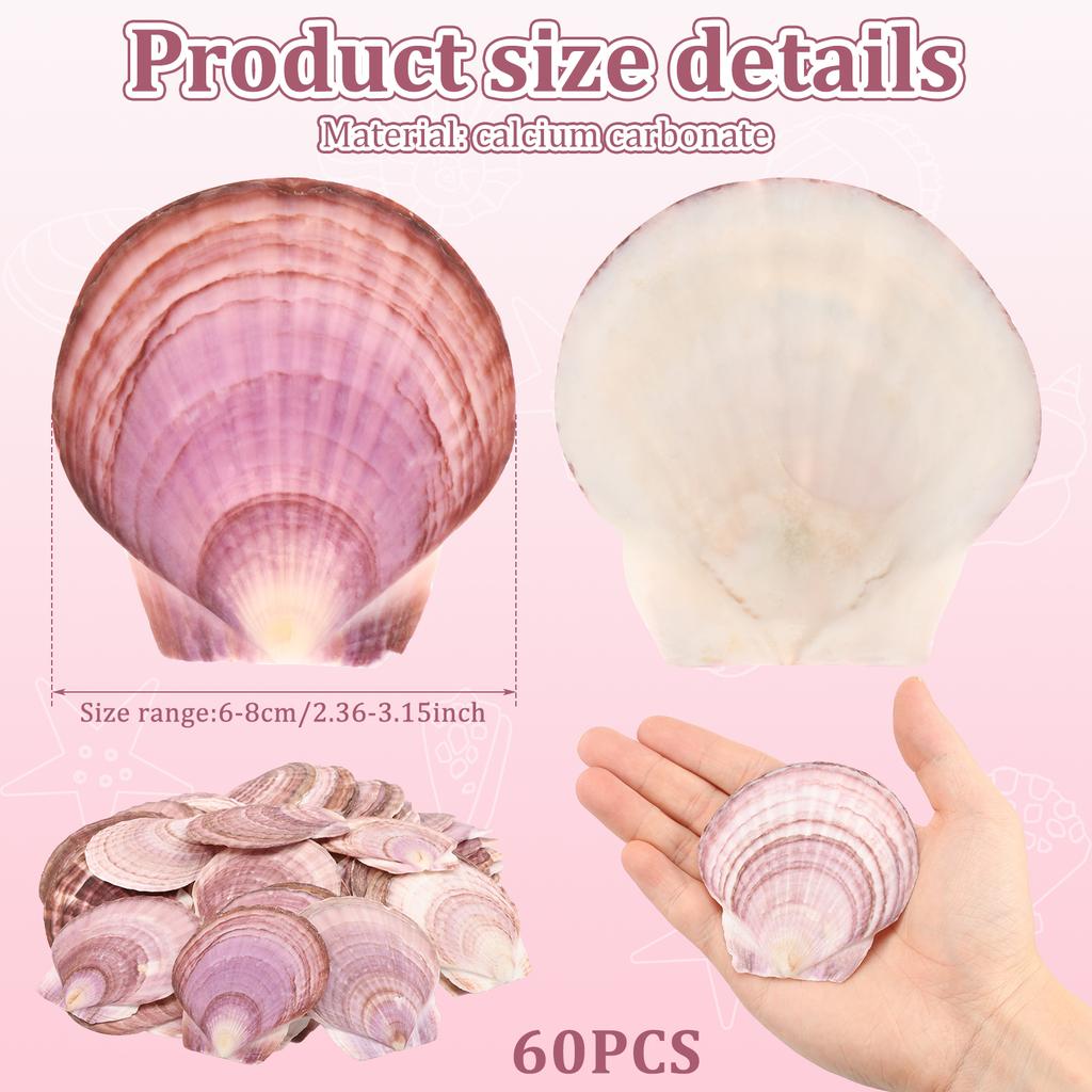 8/60pcs Natural Scallop Shells for Crafts White Pink Seashell Decor for Home, Sea Shells for DIY, Painting, Beach Wedding Decor