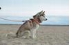 Czarne szelki guard dla psa easy walk truelove m