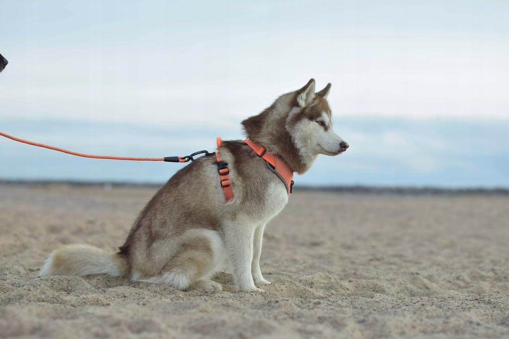 Czarne szelki guard dla psa easy walk truelove m