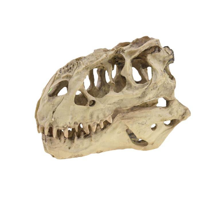 Dinosaur Resin Skull Aquarium Decoration: Fish Tank Ornament & Water Plant Landscaping